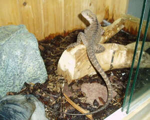 澳洲水龙的外形特点