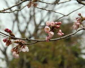 樱花的繁殖方法
