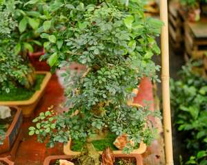 树脂花盆养花好吗