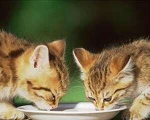 关于猫咪营养与喂食的一些问题