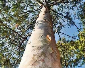 巧家五针白皮松建立“身份证”档案
