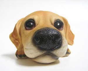 为什么狗狗鼻子总是湿湿的