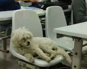 “学霸狗”影射出了哪些问题