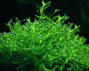 水族造景中水草的作用