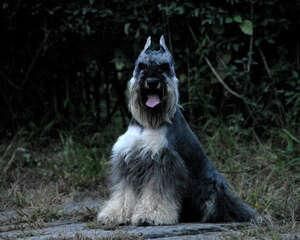 狗狗做完立耳手术后的护理