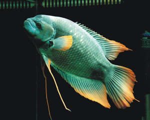 古战舰的饲养环境