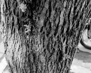 不堪虫扰，城市绿化或将淘汰个别树种