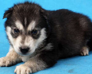 狗皮肤病能靠肉眼判断吗