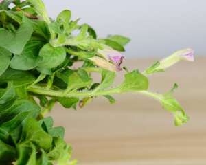 矮牵牛怎么过冬