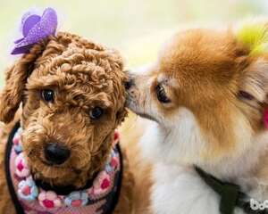 怀孕期间可不可以养宠物？怀孕期间养宠的好处有哪些？