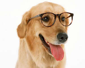 狗狗的视力是不是很差