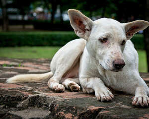 遇到流浪狗的正确做法
