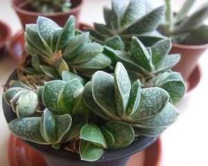 子宝Gasteria gracilis var. minima