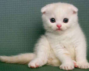 医学角度分析猫的攻击性