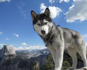 狗狗真菌性皮肤病如何治疗