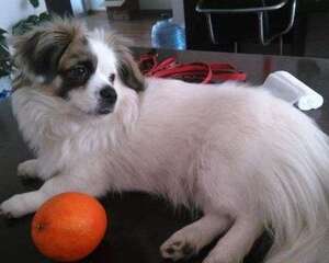 蝴蝶犬多少钱一只？符合你的心理价位吗？