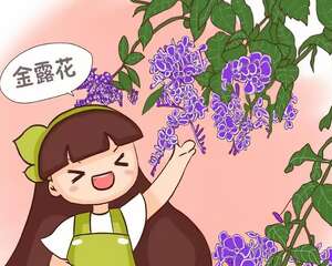 这花命里带金，越养越有钱，你不来一盆？