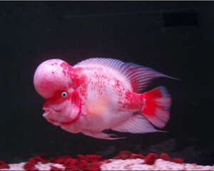 如何训练罗汉鱼的互动性