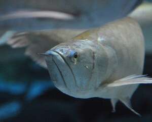 银龙鱼得了肠炎的症状及治疗办法