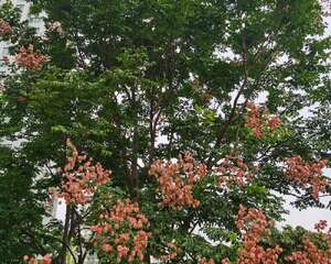 栾树介绍，栾树多少钱