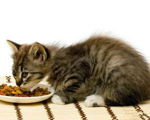 夏季谨防猫咪食物中毒