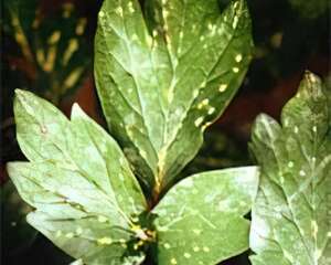 花卉病虫害防治