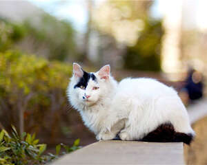 刚养的猫咪需要准备哪些生活用品?