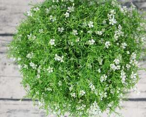 满天星冬天怎么养