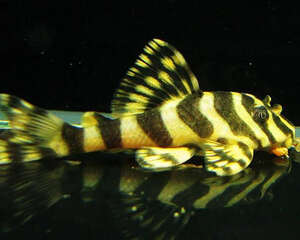 黄金斑马的饲养要点