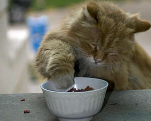 为猫咪挑选食具的方法