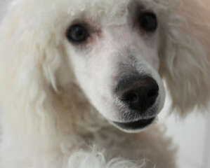 带你读懂狗狗的表情