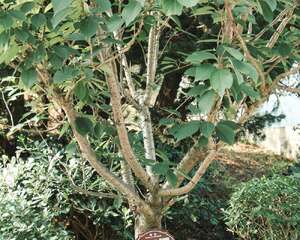 樱花秋天怎么养