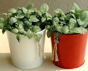 网纹草的介绍与养护要点