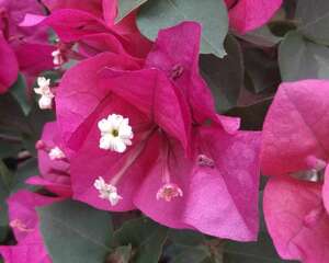 三叶梅什么时候修剪