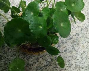 铜钱草叶子发黄怎么办