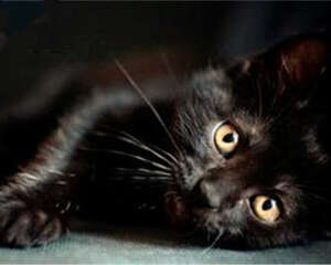 孟买猫特点有哪些