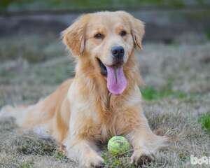 怎样能逗狗狗开心，逗狗狗的方法