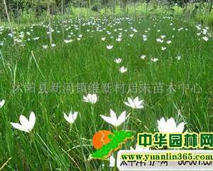 水养葱兰的具体方法介绍