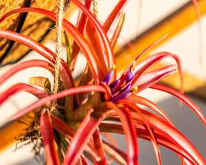 空气凤梨造景方法