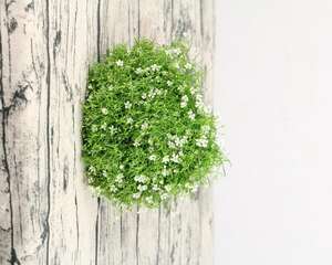 满天星烂根怎么办