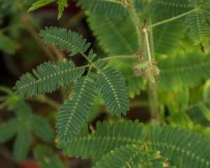 含羞草为什么会害羞