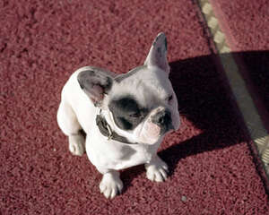 训练狗狗食物是否等于贿赂