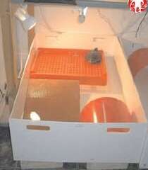 半水栖龟、海龟住院怎么护理