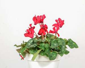 仙客来换盆注意事项