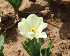 延长郁金香切花保鲜时间的技巧