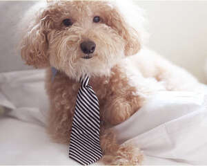 领养动物的注意事项