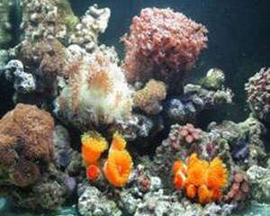 迷你珊瑚礁的建立步骤