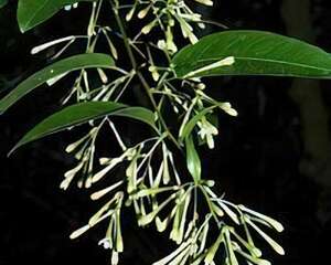 夜香花的栽培管理技术