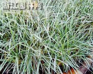 花叶根茎绒毛草（图）