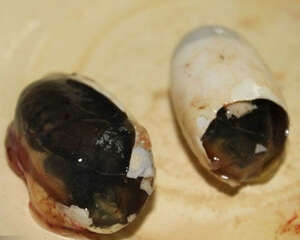 龟蛋壳裂的补救方法